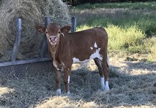 BRINDLE BEAUTY BULL CALF