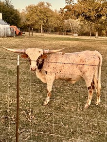 Top Star Rowdy HR Bull Calf